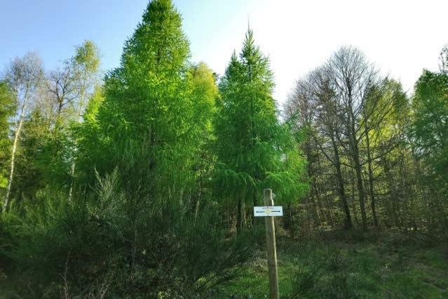 Au Coeur Des Sapins Διαμέρισμα Abreschviller Εξωτερικό φωτογραφία